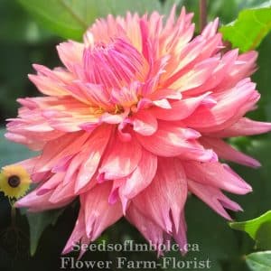 Dahlia 'Kogane Fubuki