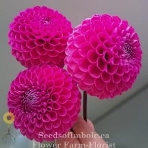 Dahlia 'Marys Jomanda'