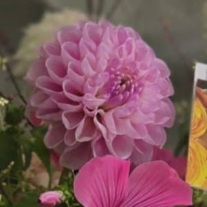 Dahlia 'Miss Sarah'