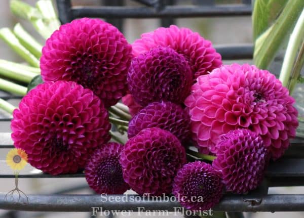 Dahlia 'Moor Place' - Image 3