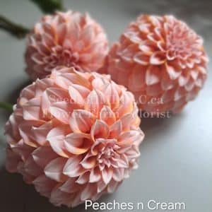 Dahlia 'Peaches 'n Cream'