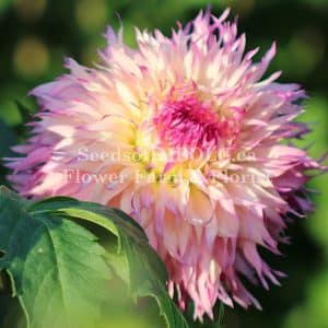 Dahlia 'Pinelands Princess'