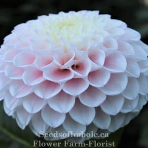 Dahlia 'Pink Pearl'