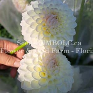 Dahlia 'Ryecroft Brenda T'