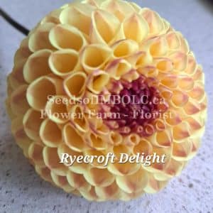 Dahlia 'Ryecroft Delight'