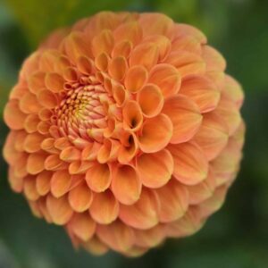 Dahlia 'Camano Buzz'