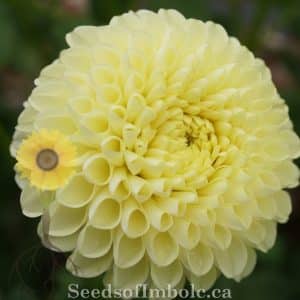 Dahlia 'Ryecroft Laura'