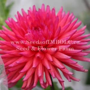 Dahlia 'Ryecroft Pixie'