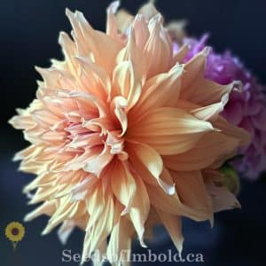 Dahlia 'Sherwood Peach'