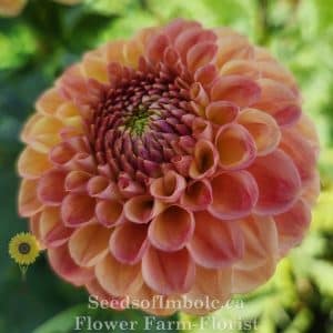 Dahlia 'Snoho Doris'