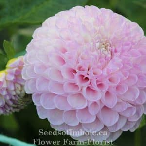 Dahlia 'Snoho Sonia'