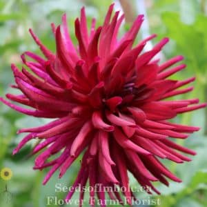 Dahlia 'Nuit d'Ete' - 'Summer Night'