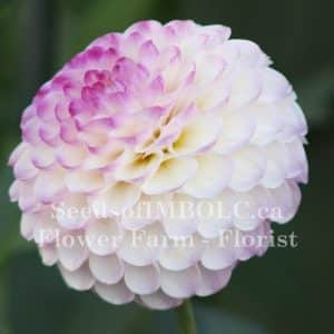 Dahlia 'Treby Dainty'