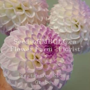 Dahlia 'Westerton Ella Grace'