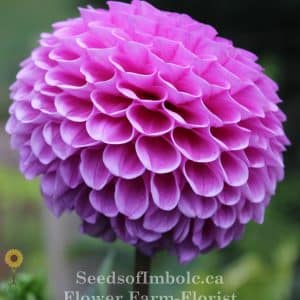 Dahlia 'Westerton Folly'
