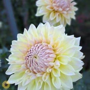Dahlia 'Westerton Lillian'