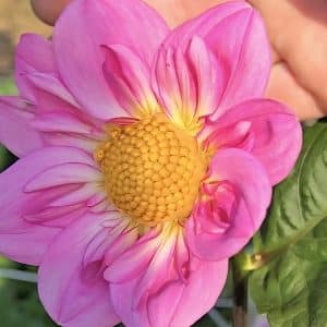 Dahlia 'Windy Hill Cherry Bloom'
