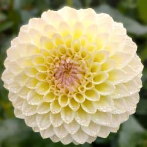 Dahlia 'Winholme Diane'