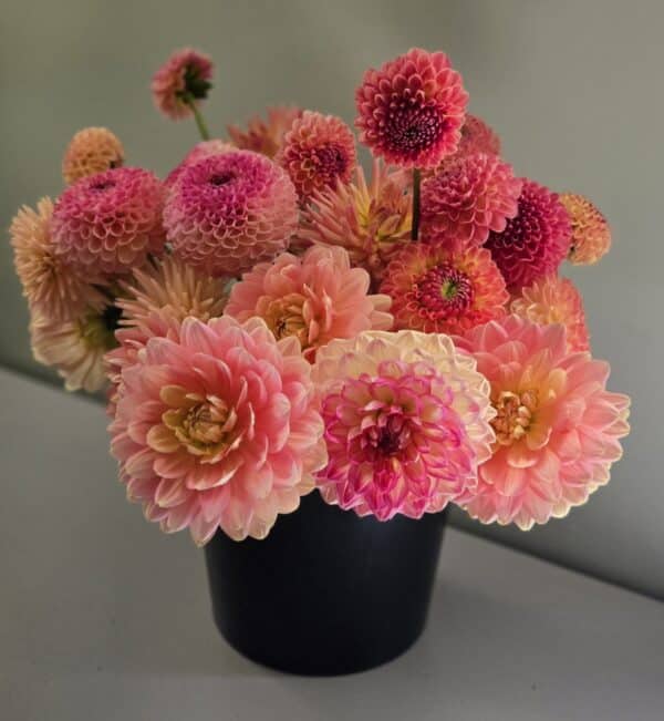 Dahlia 'Nicholas' - Image 2