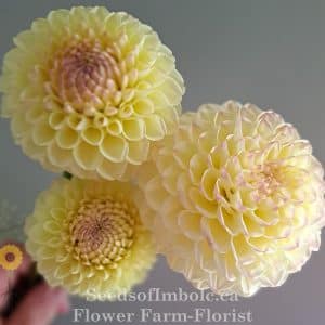 Dahlia 'Ferncliff Bliss'