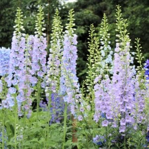 Delphinium