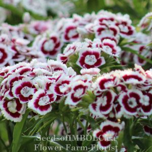 Dianthus 'Holborn Glory'