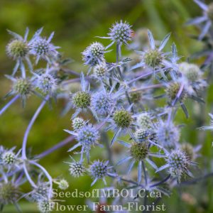 Eryngium  - Sea Holly