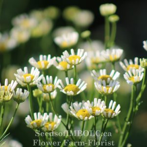 Feverfew 'Malmesbury' (Tanacetum parthenium)