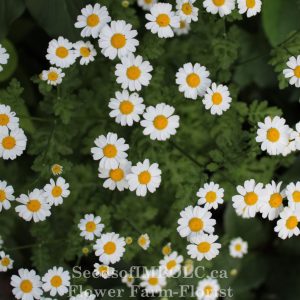 Feverfew -Matricaria