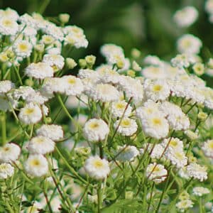 Feverfew 'Tetra' Matricaria