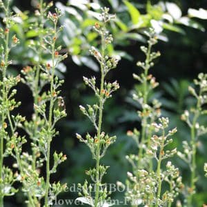 Figwort  (Scrophularia nodosa)