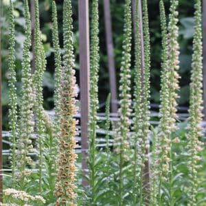 Foxglove - Rusty Foxglove 'Gigantea Gelber Herold'