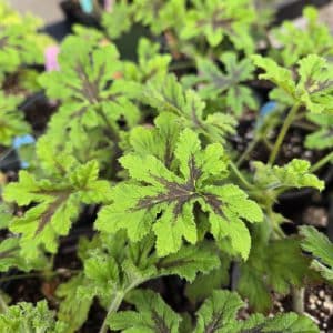 Scented Geranium 'Chocolate Mint'