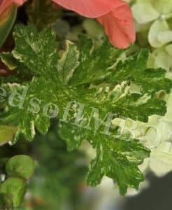 Scented Geranium 'Peacock'