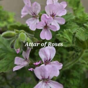 Scented Geranium 'Attar of Roses'