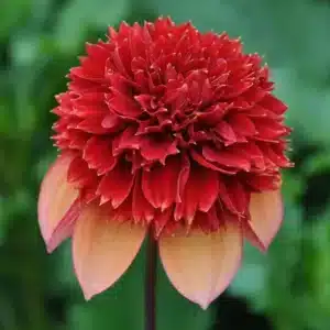 Dahlia 'Gitty Up'
