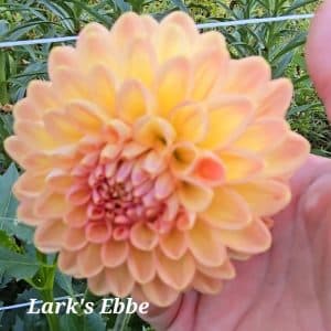 Dahlia 'Larks Ebbe'