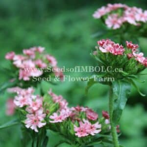 Lychnis Chalcedonica - 'Dawn Sky'