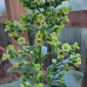 Nicotiana rustica 'Aztec Flowering Tobacco' 