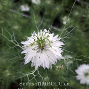 Nigella 'Cramers Plum'