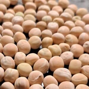 Pea 'Amplissimo Viktoria Ukrainskaya'