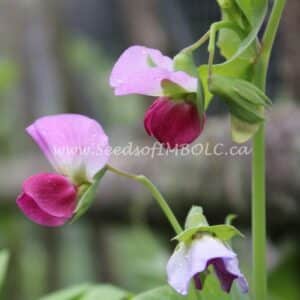 PEA 'Blue-podded Capucijner '