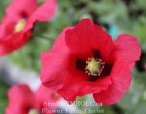 Poppy - Breadseed Poppy Mix