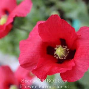 Poppy - Breadseed Poppy Mix