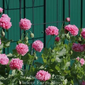 Poppy - Pink Peony 'Double Bubble'
