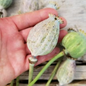 Poppy 'Giganthemum ' Giant Pods