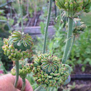 Poppy 'Hens 'n Chicks '