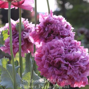Poppy 'Luscious Lavender'