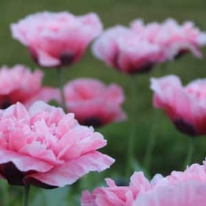 Poppy 'Sallies Double'