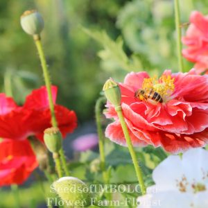 Poppy 'Dazzling Delights' Mix